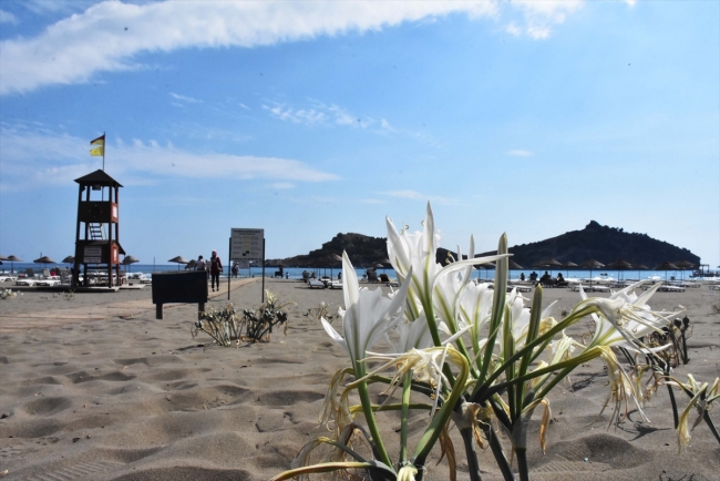 Koruma altındaki kum zambakları Akdeniz ve Ege sahillerini süslüyor